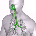 respiratory tree image
